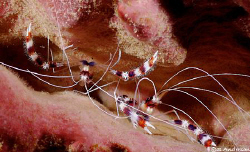 Which way is up? These Banded Coral Shrimp posed and were... by Steven Anderson 